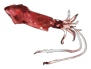 Loligo chinensis