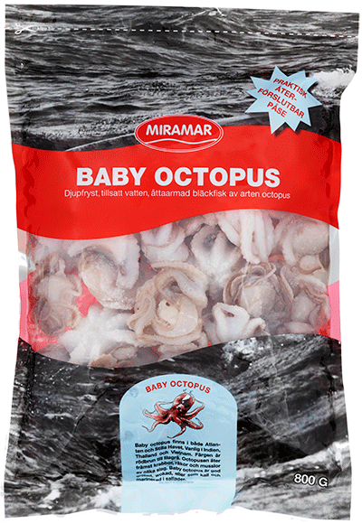 Baby octopus